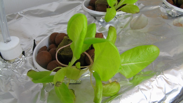 First growth tests : Week 8 and 9 First growth tests : Week 8 and 9