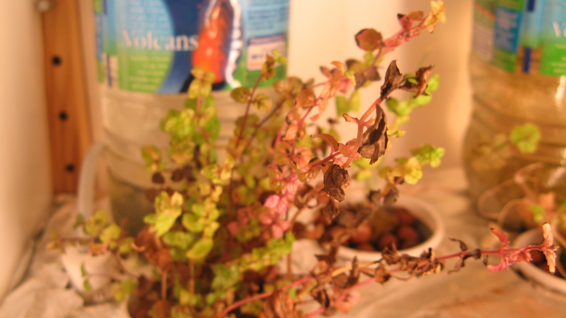 Projects update : learning from mistakes(1) – Hydroponics Projects update : learning from mistakes(1) – Hydroponics